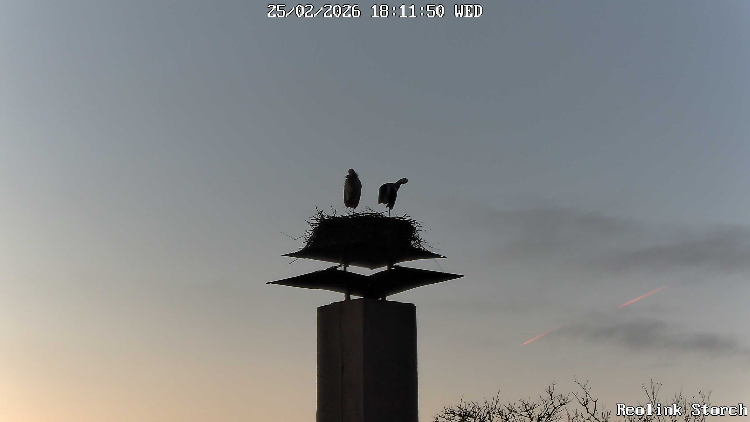 Storchencam Bild